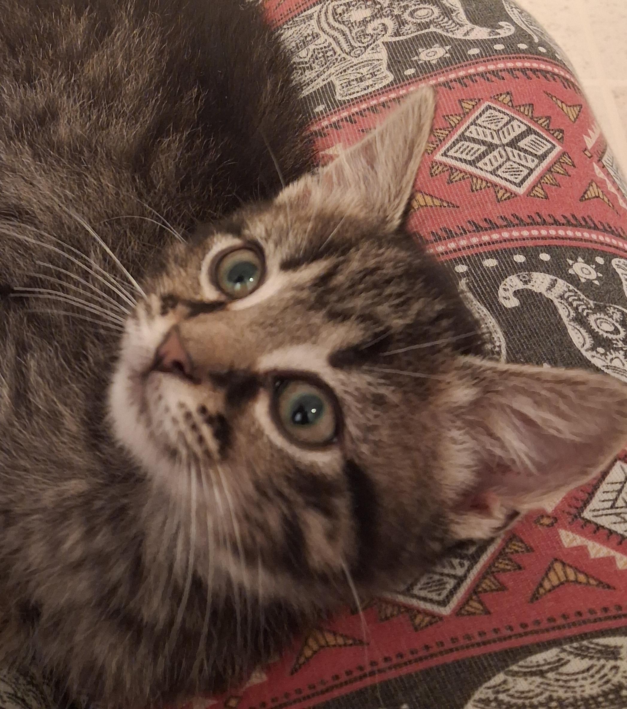 Tiramisu, an adopted Domestic Short Hair in Greenville, NC image 3/6