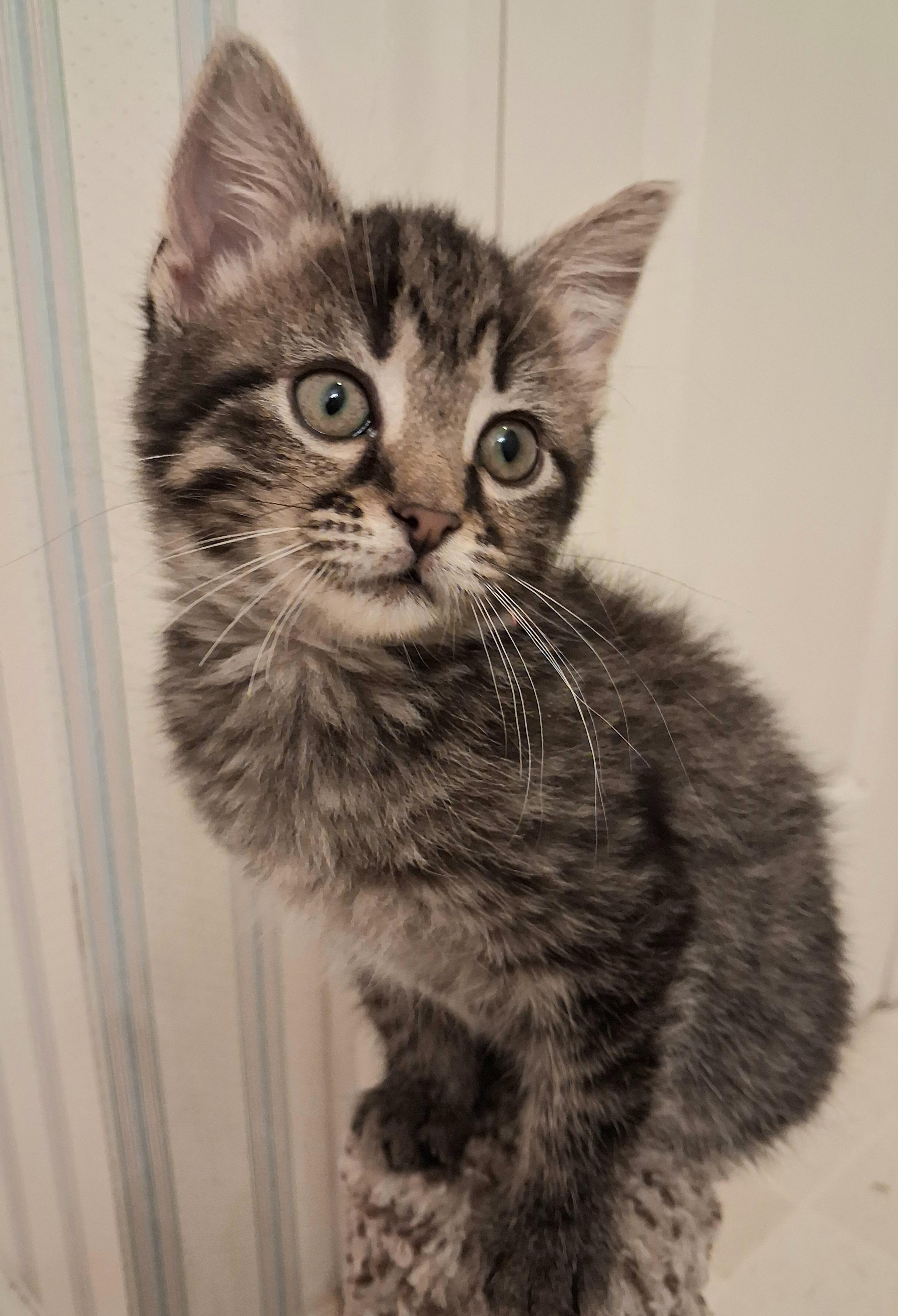Tiramisu, an adopted Domestic Short Hair in Greenville, NC image 2/6