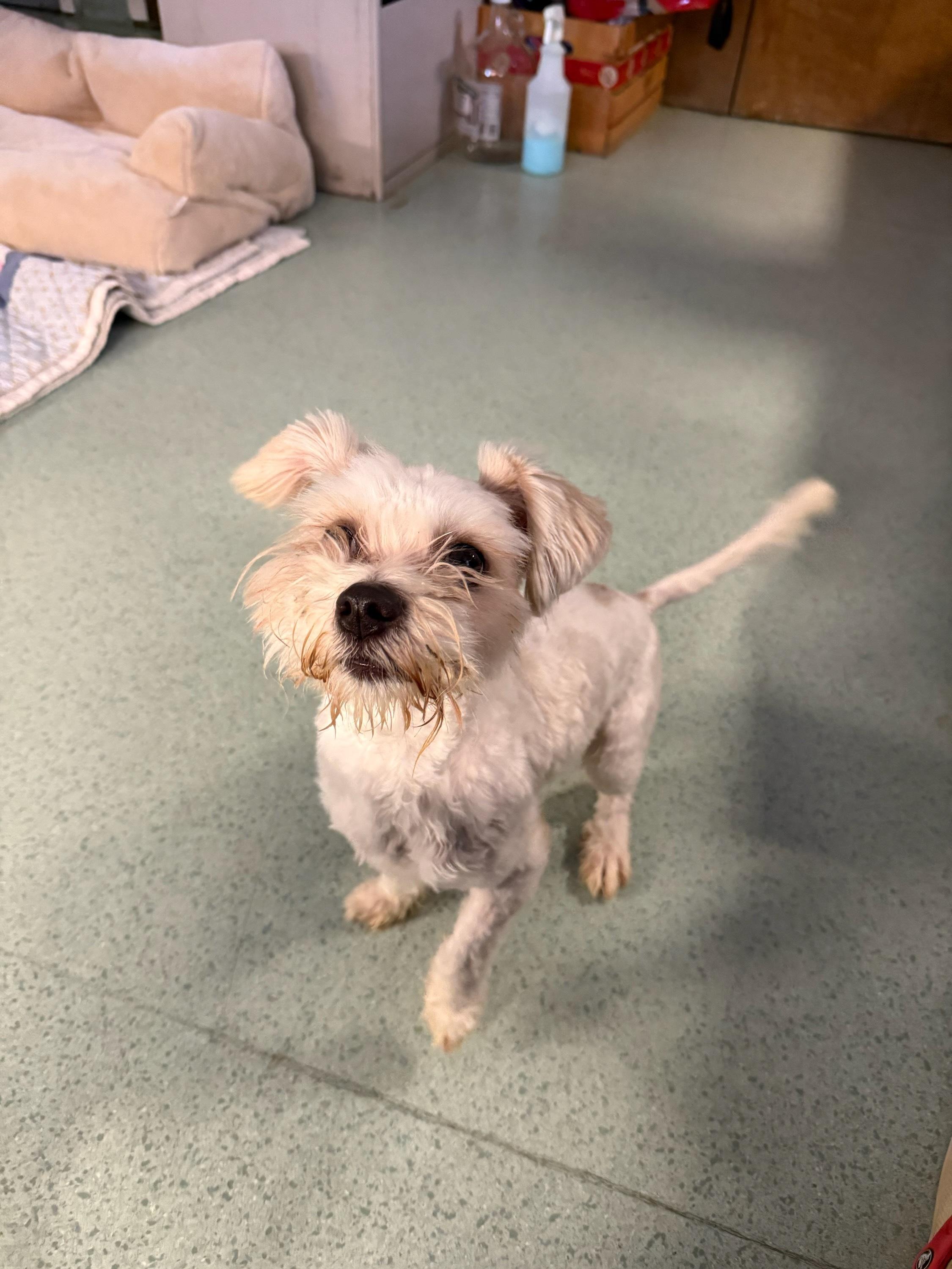 Enlarge Elmer, an adopted mixed breed in Teterboro, NJ image 1/1