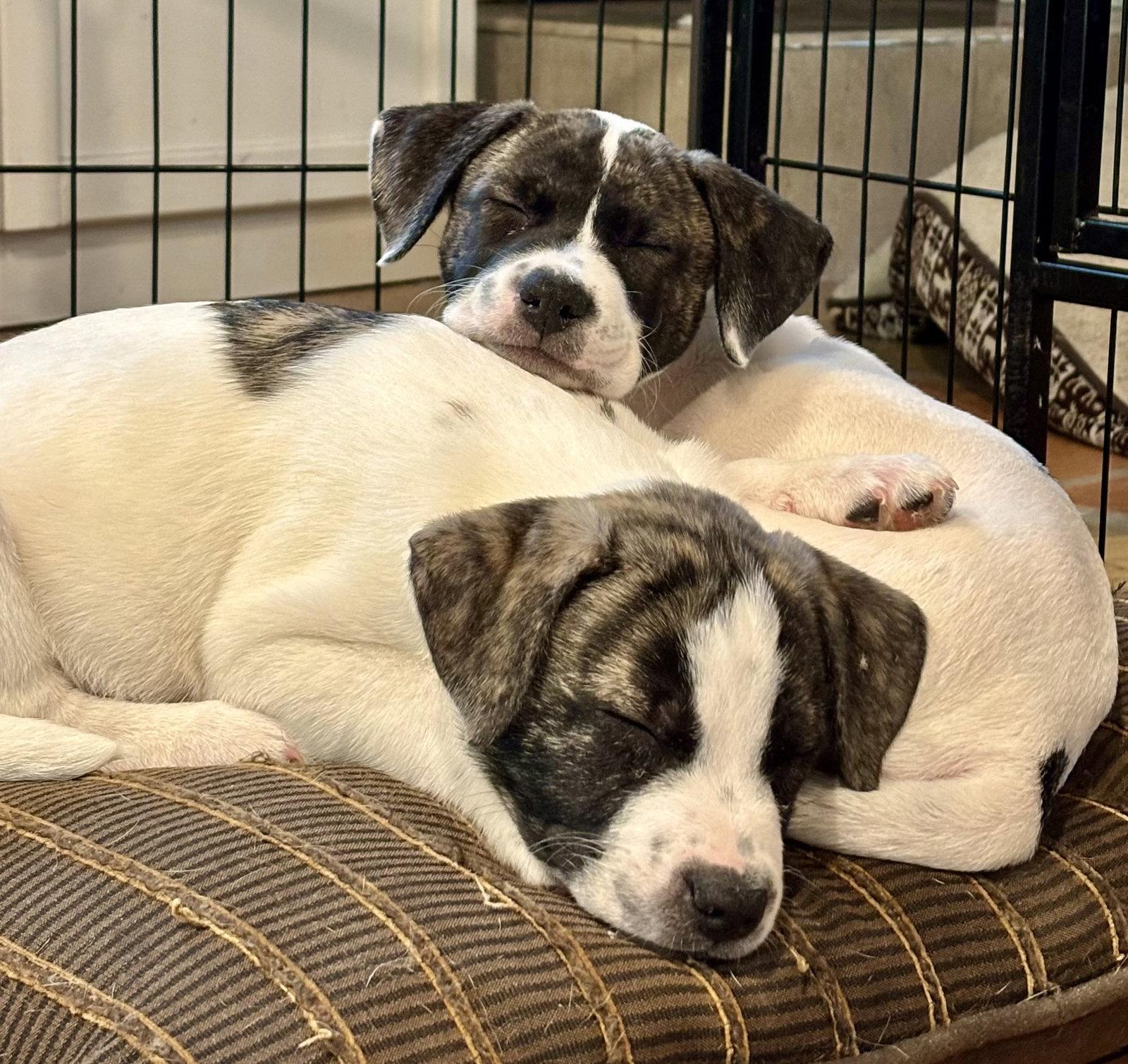 Bruiser, Adopted, Puppy Male Anatolian Shepherd & American Bulldog.