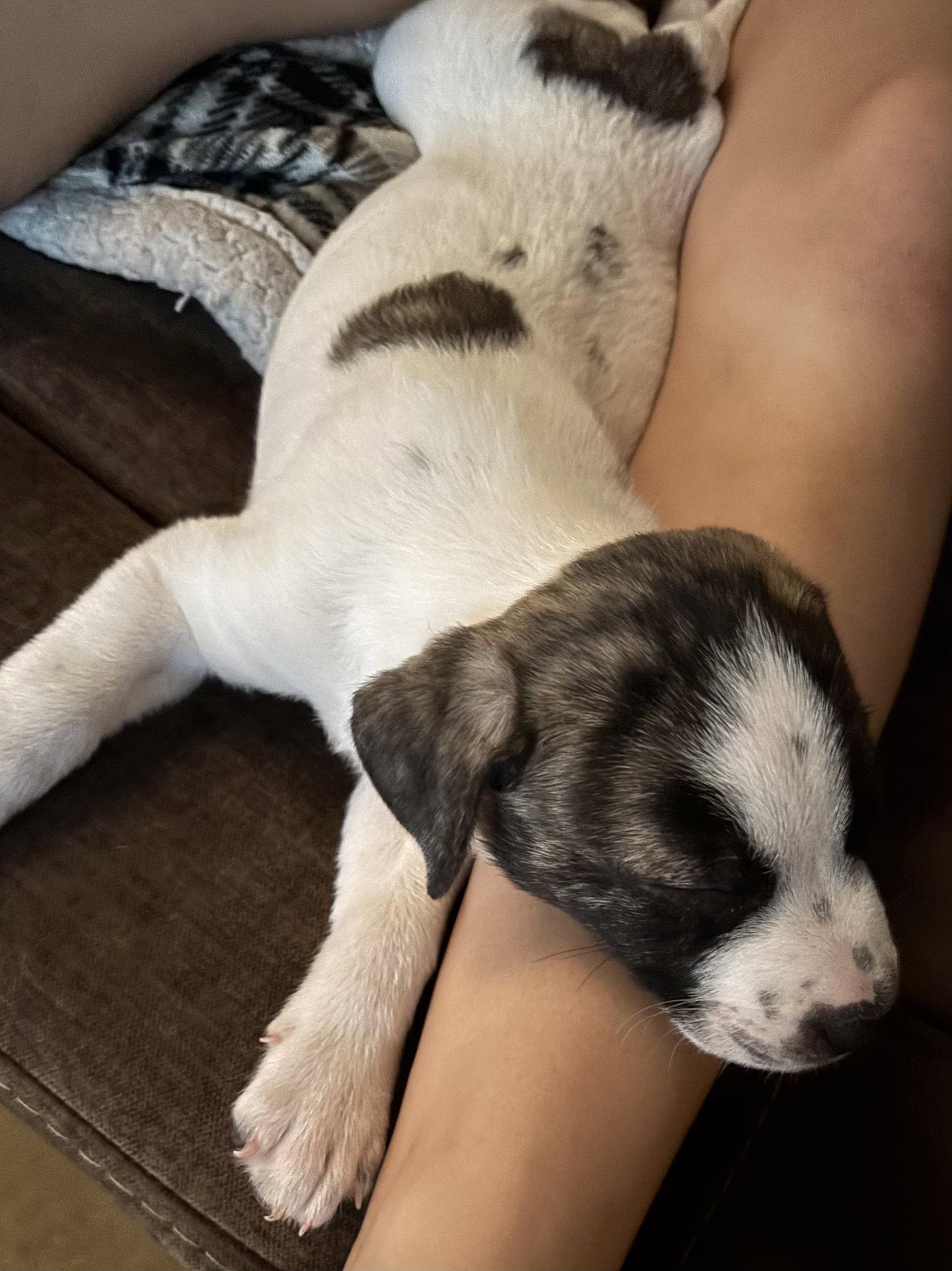 Enlarge Bruiser, a Adopted mixed breed in Royal Palm Beach, FL image 2/2