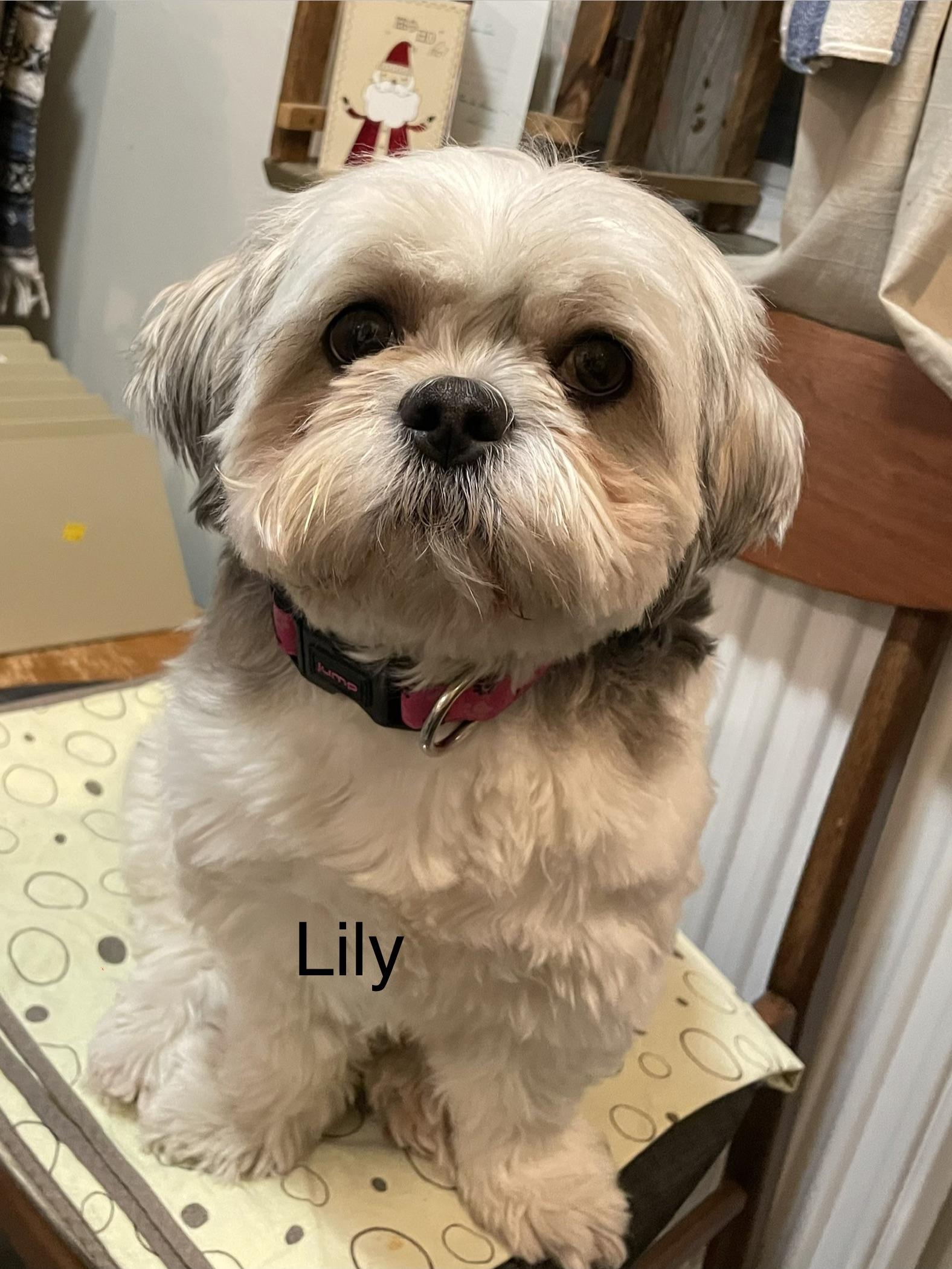 Lily, an adopted mixed breed in Toronto, ON image 2/5