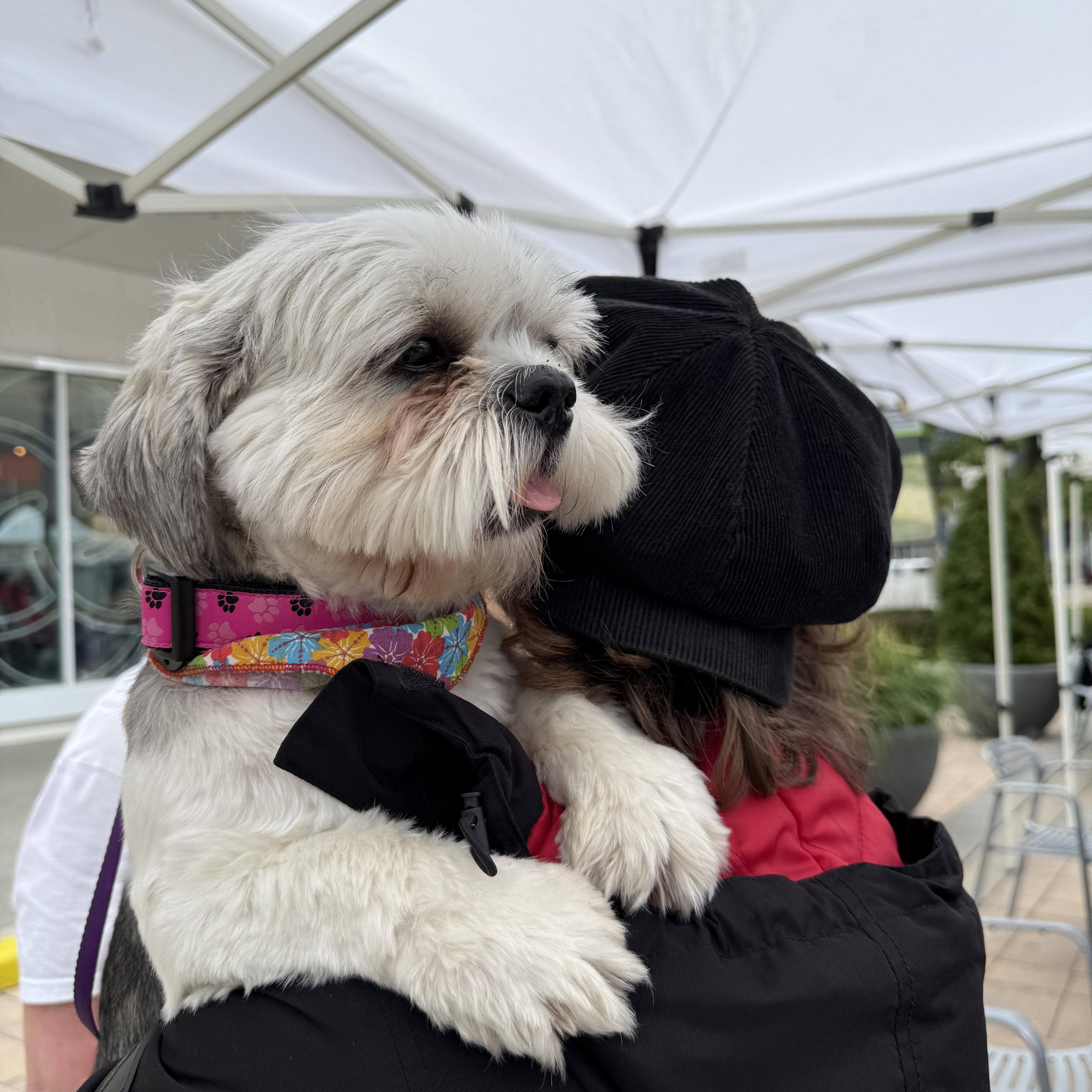 Lily, an adopted mixed breed in Toronto, ON image 3/5