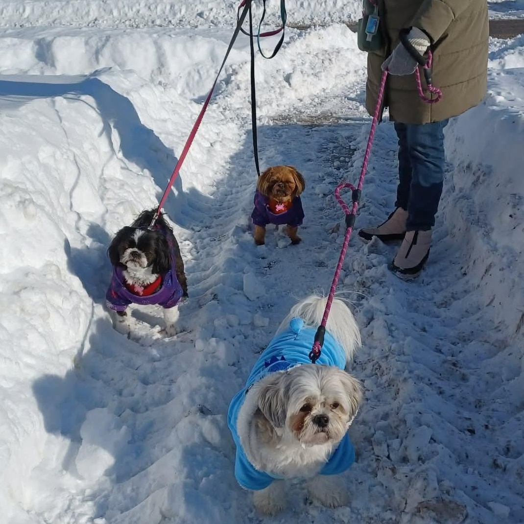 Lily, an adopted mixed breed in Toronto, ON image 5/5
