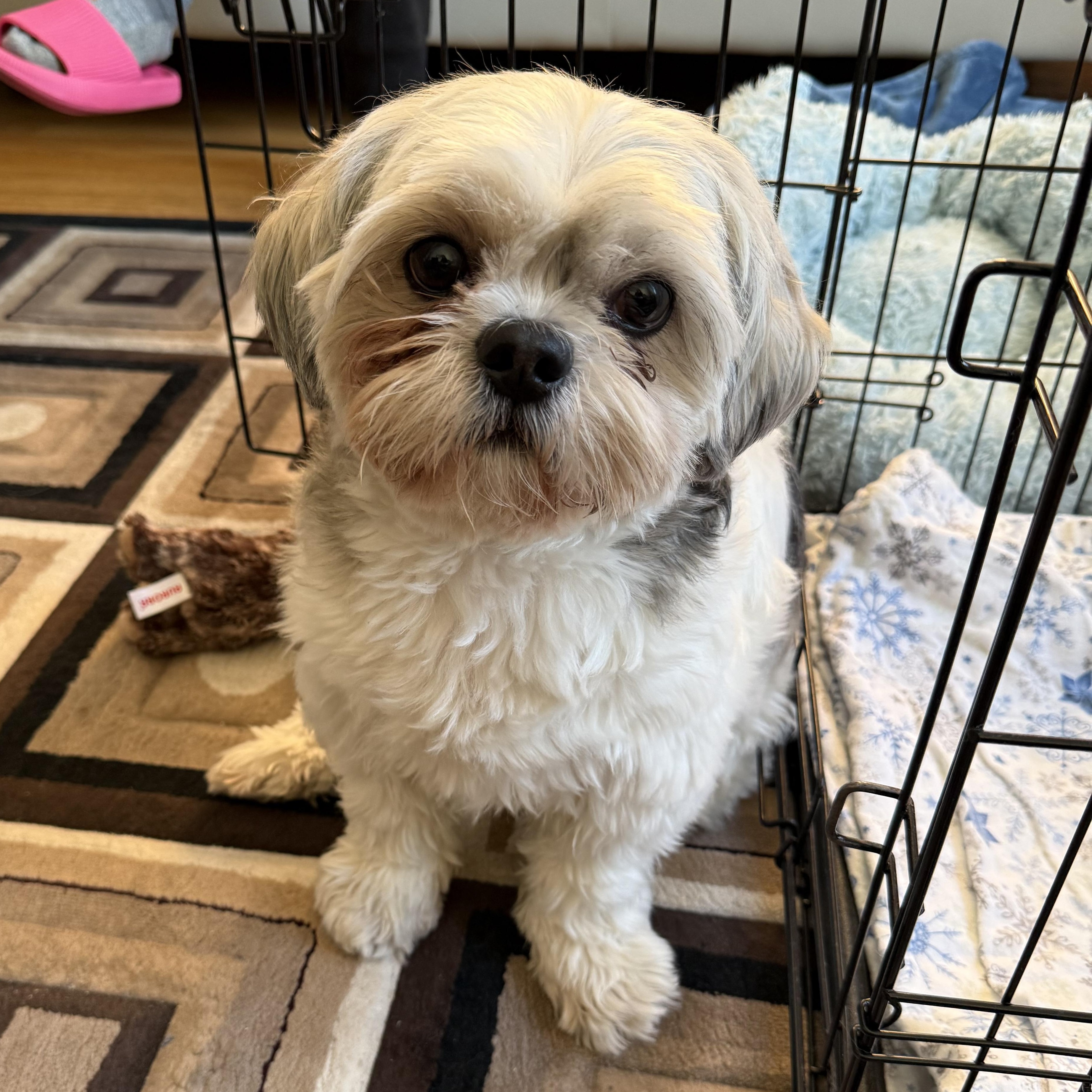 Lily, an adopted mixed breed in Toronto, ON image 1/5