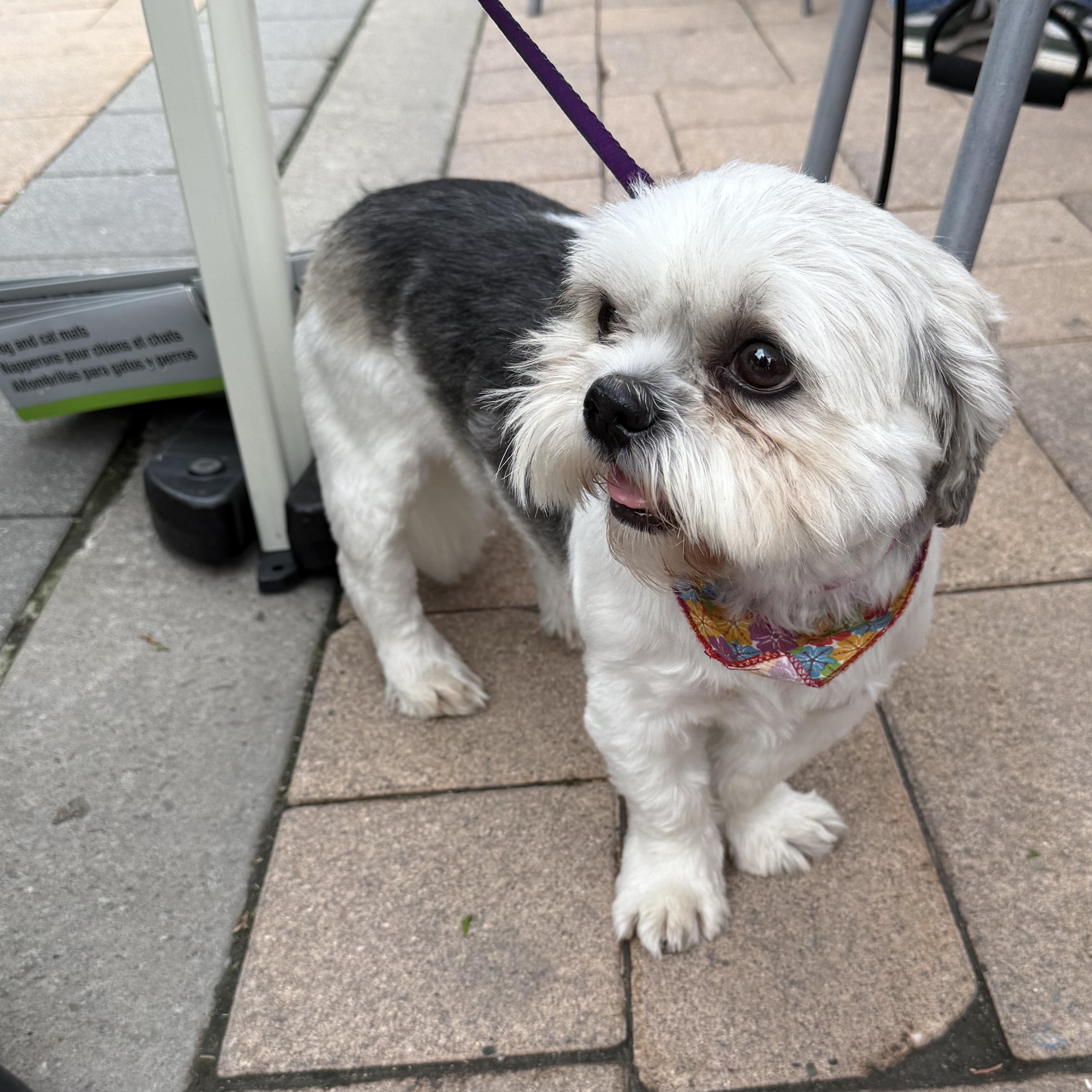 Lily, an adopted mixed breed in Toronto, ON image 4/5