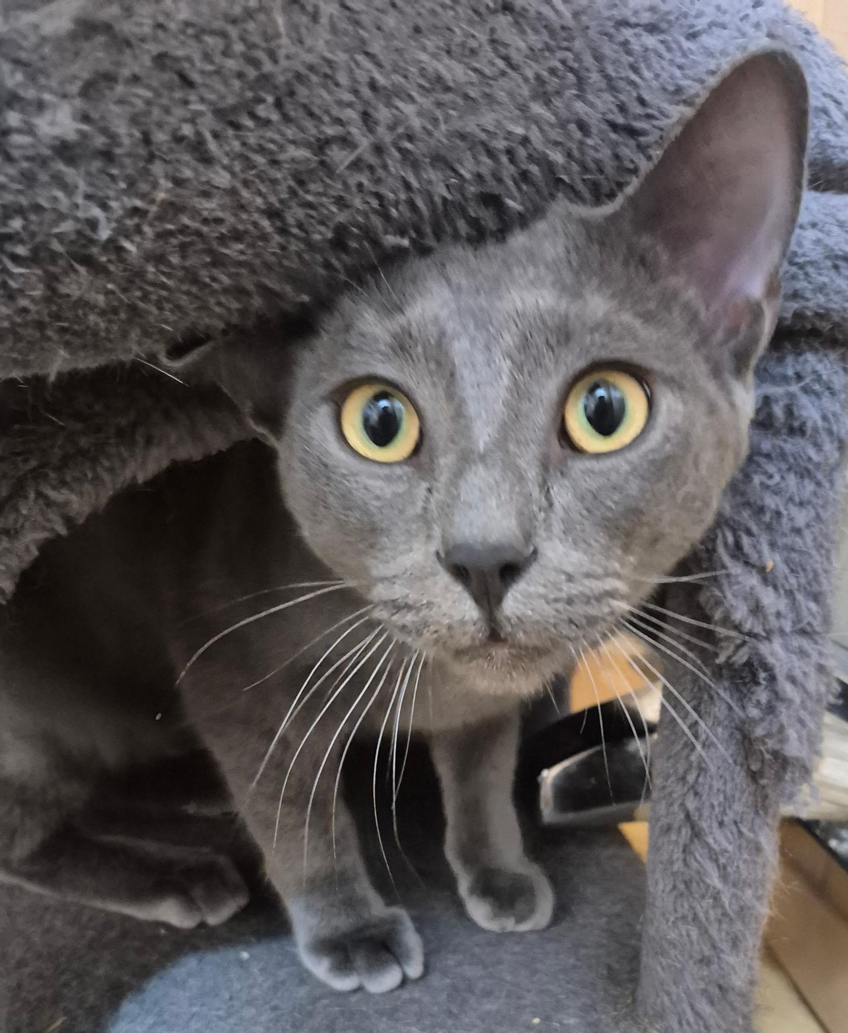 Boozer, Adoptable, Young Male Russian Blue & Domestic Short Hair.