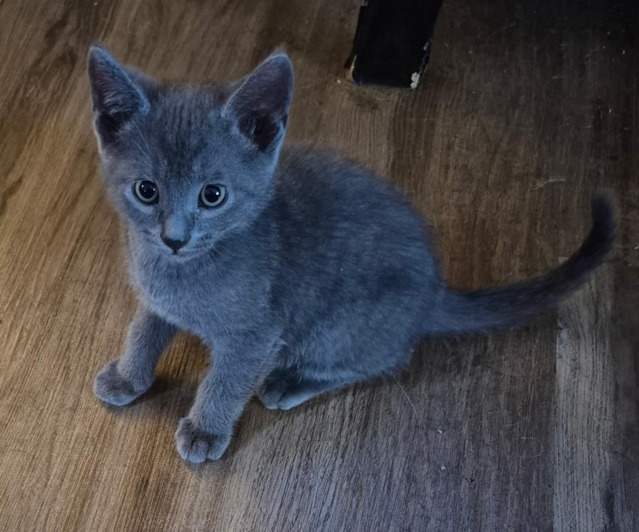 Enlarge Boozer, a Adoptable mixed breed in Randolph, AL image 6/6