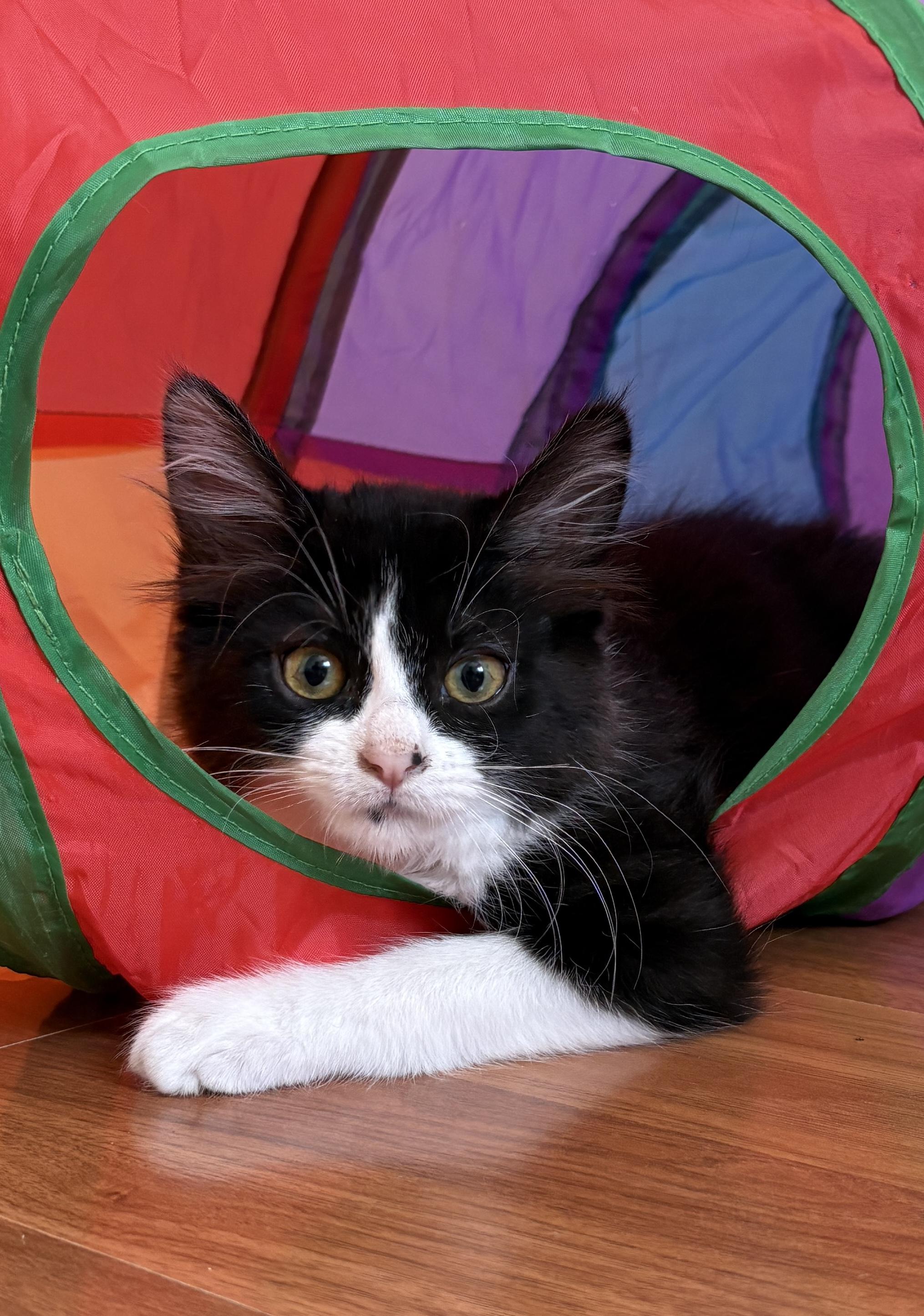 Mercedes, a ADOPTABLE Domestic Medium Hair in Albuquerque, NM image 2/4