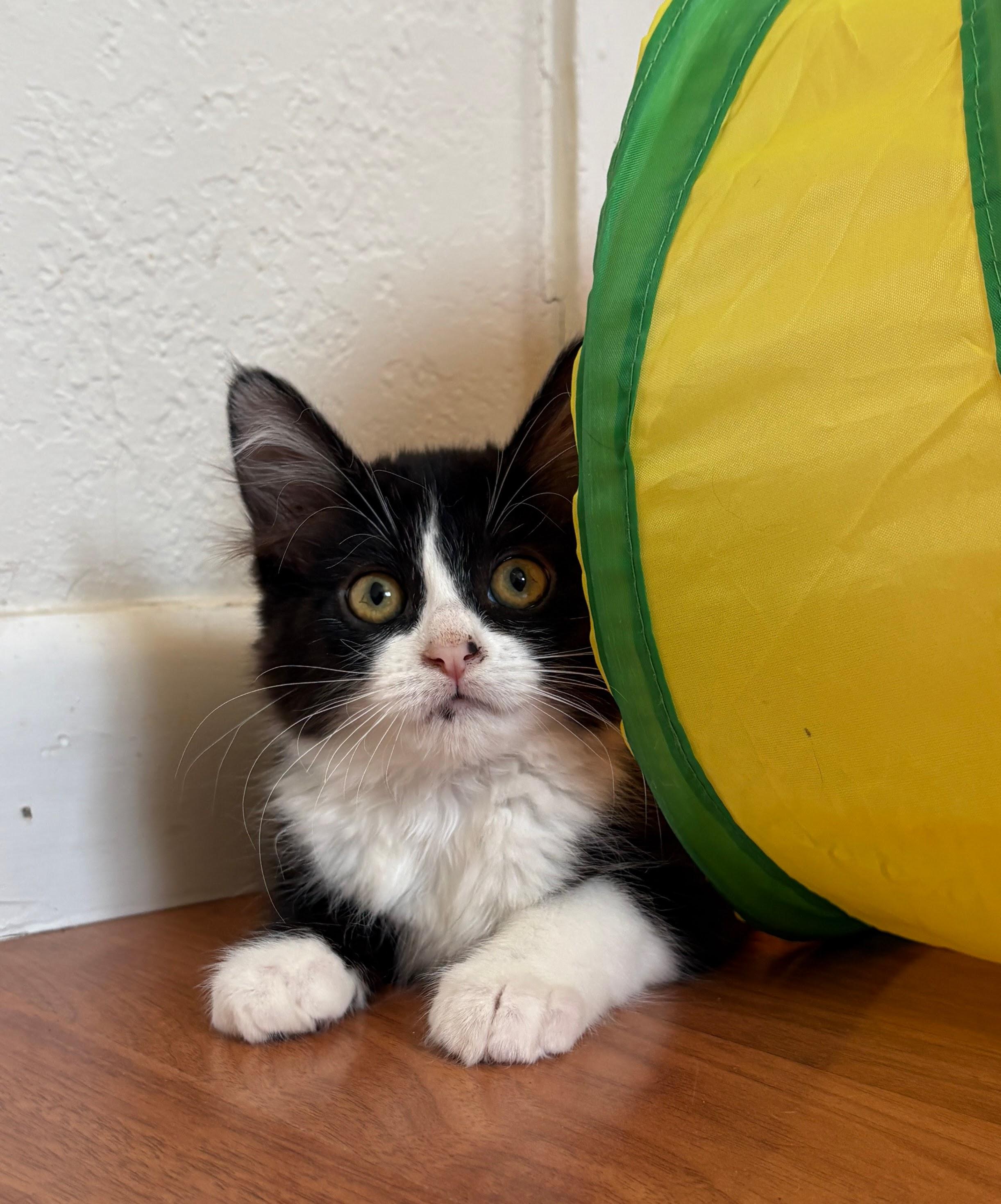 Mercedes, a ADOPTABLE Domestic Medium Hair in Albuquerque, NM image 3/4