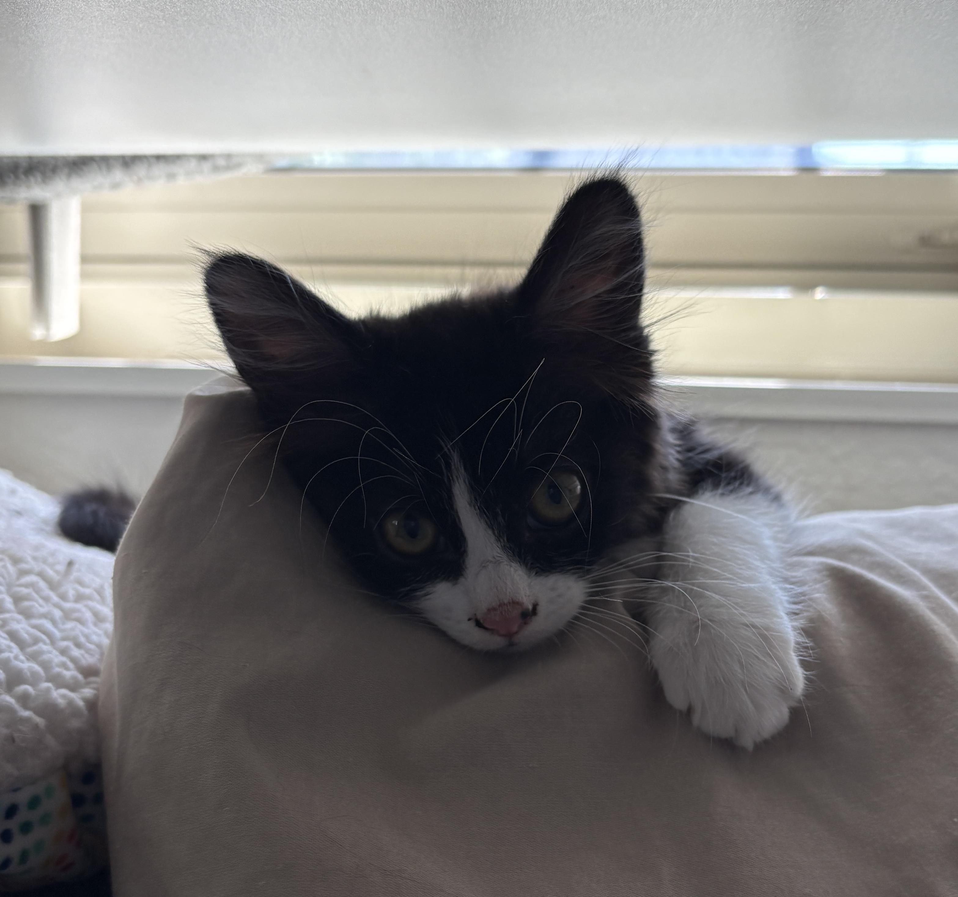 Mercedes, a ADOPTABLE Domestic Medium Hair in Albuquerque, NM image 4/4