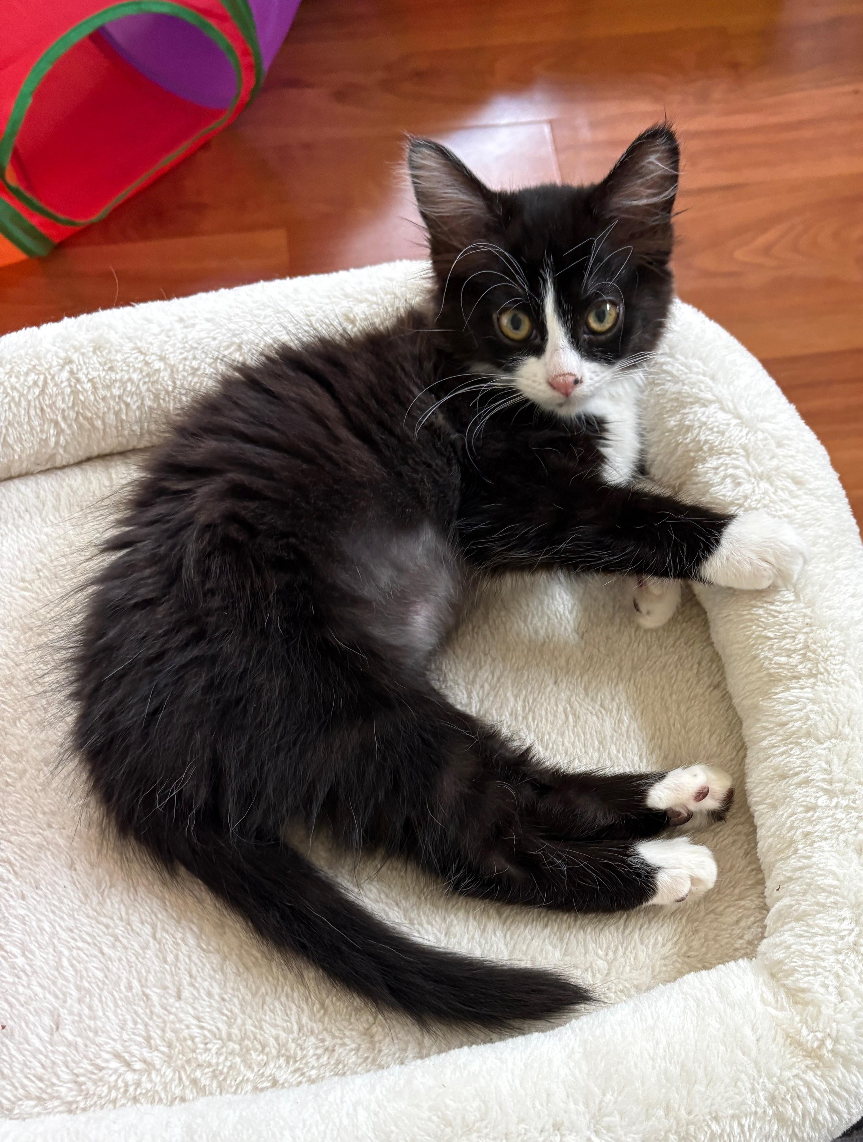 Mercedes, ADOPTABLE, Kitten Female Domestic Medium Hair.