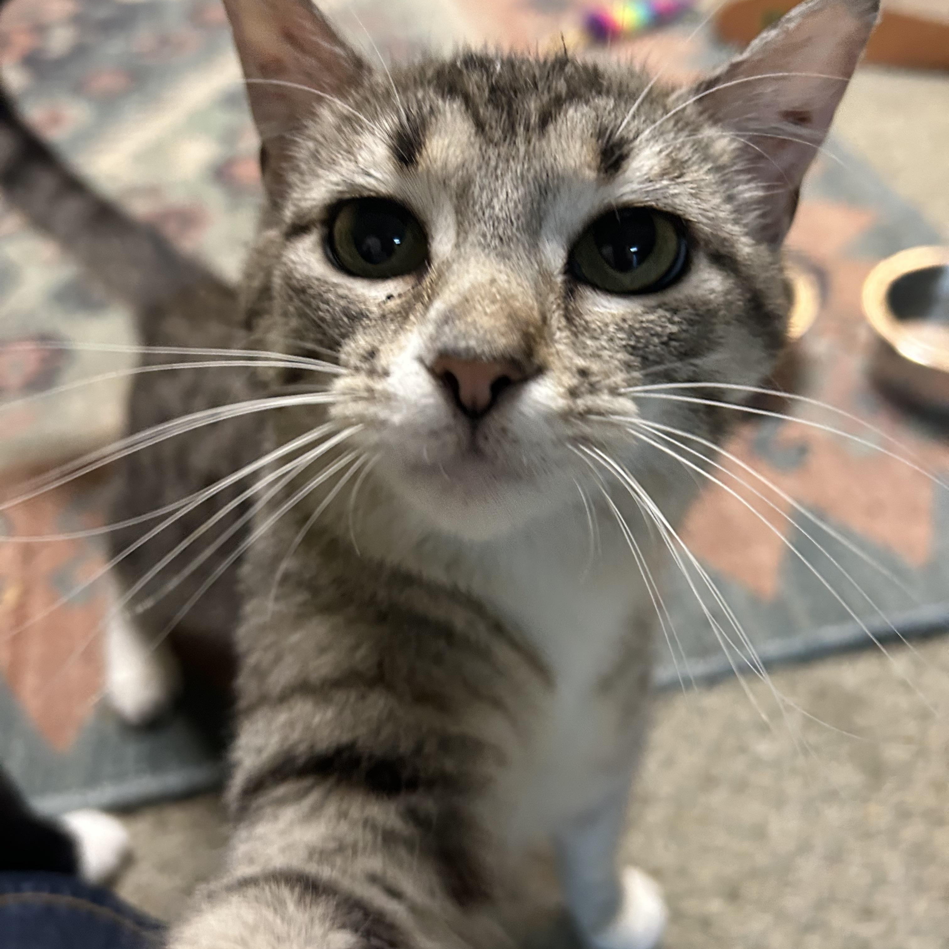 Marni, adopted, Young Female Domestic Short Hair.