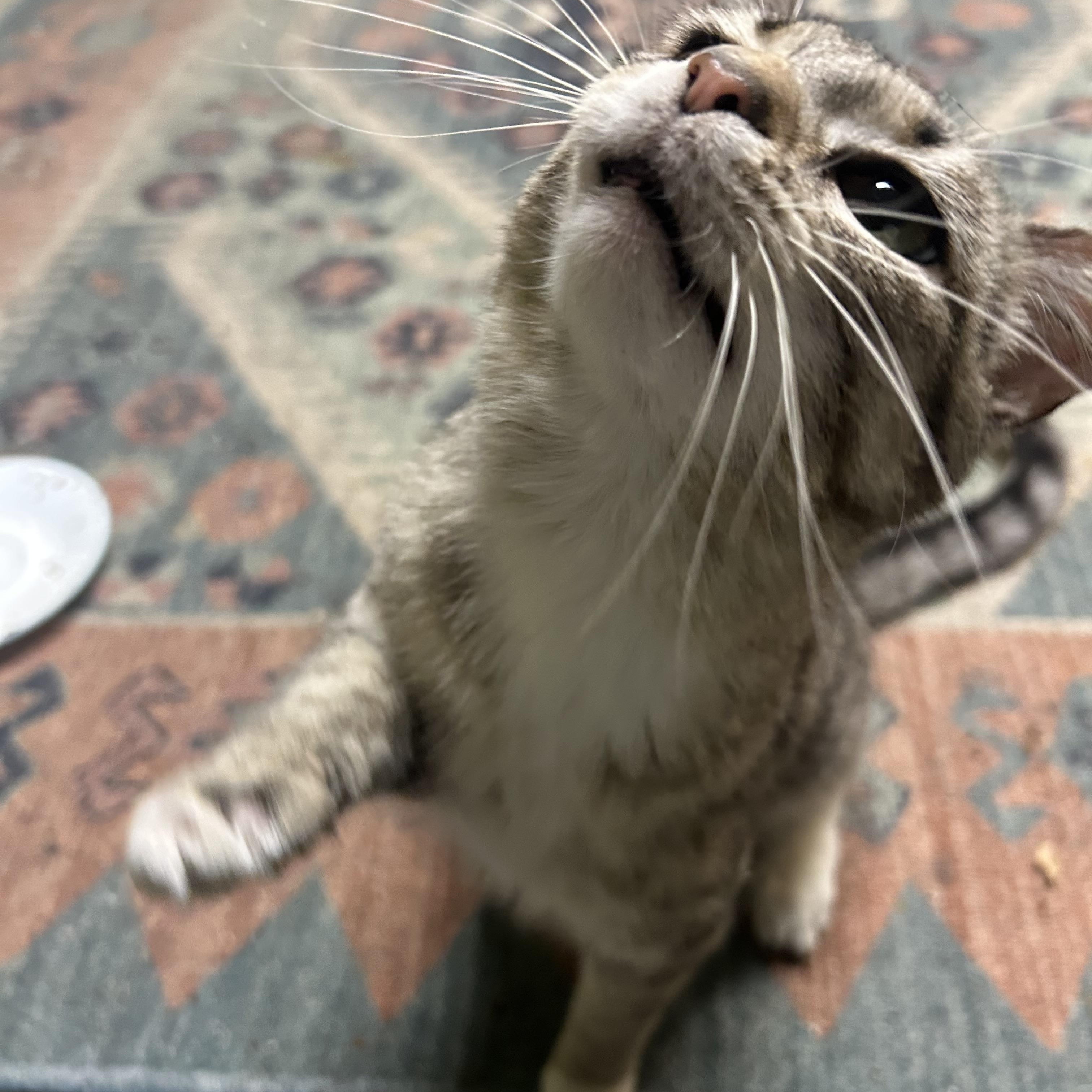 Marni, an adopted Domestic Short Hair in Nashville, TN image 2/2