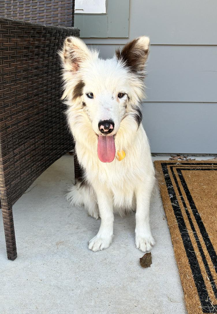 Comet (DM), Adoptable, Young Male Australian Shepherd.