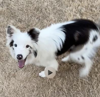 Comet (DM), Adoptable, Young Male Australian Shepherd.