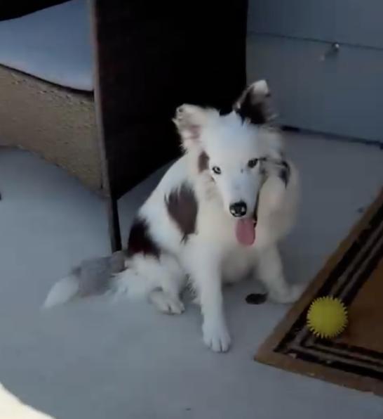 Enlarge Comet (DM), a Adoptable Australian Shepherd in Arlington, TX image 3/3