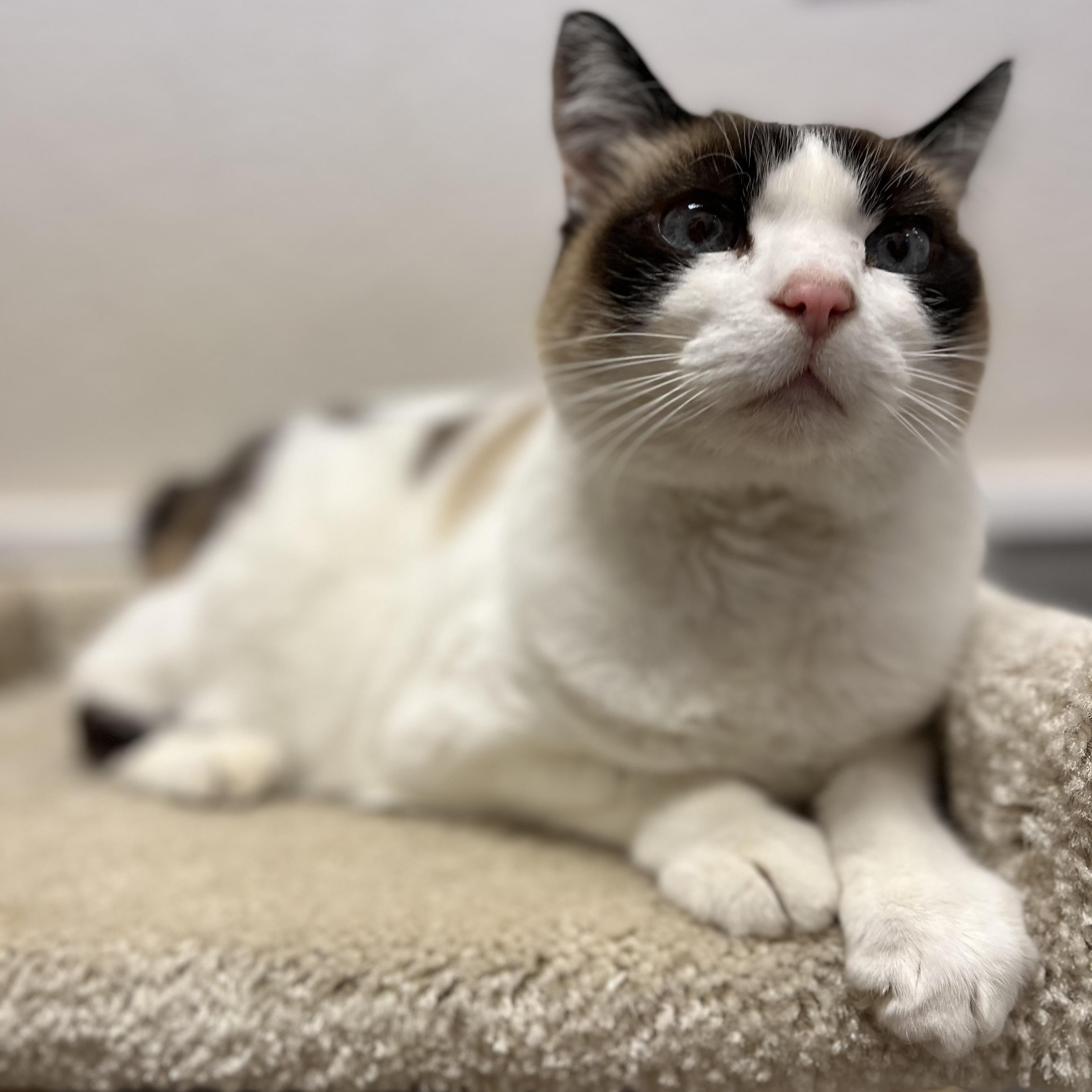 Moose, ADOPTABLE, Senior Female Siamese.