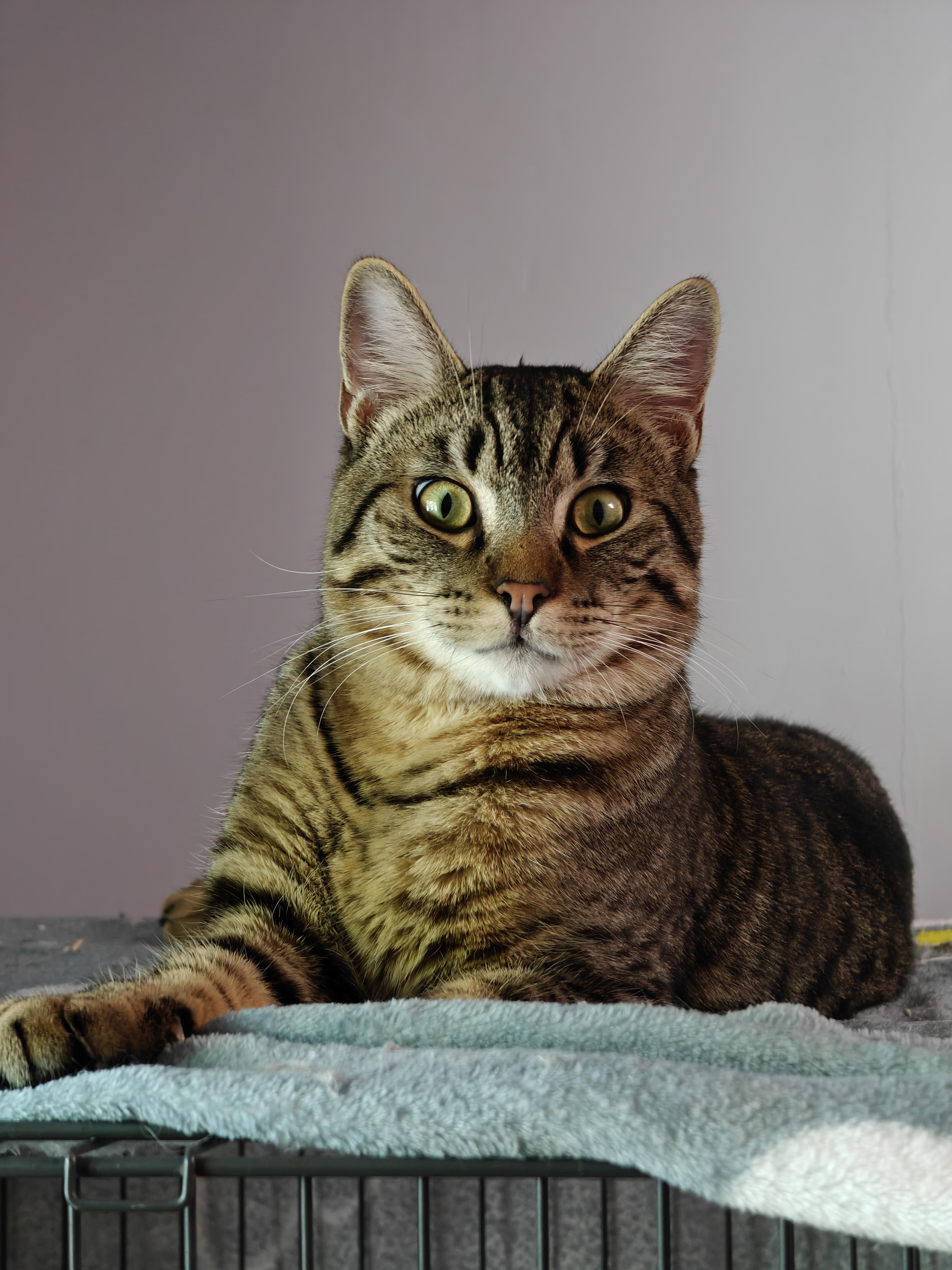 Qadu, a ADOPTABLE Domestic Short Hair in New Britain, CT image 2/6