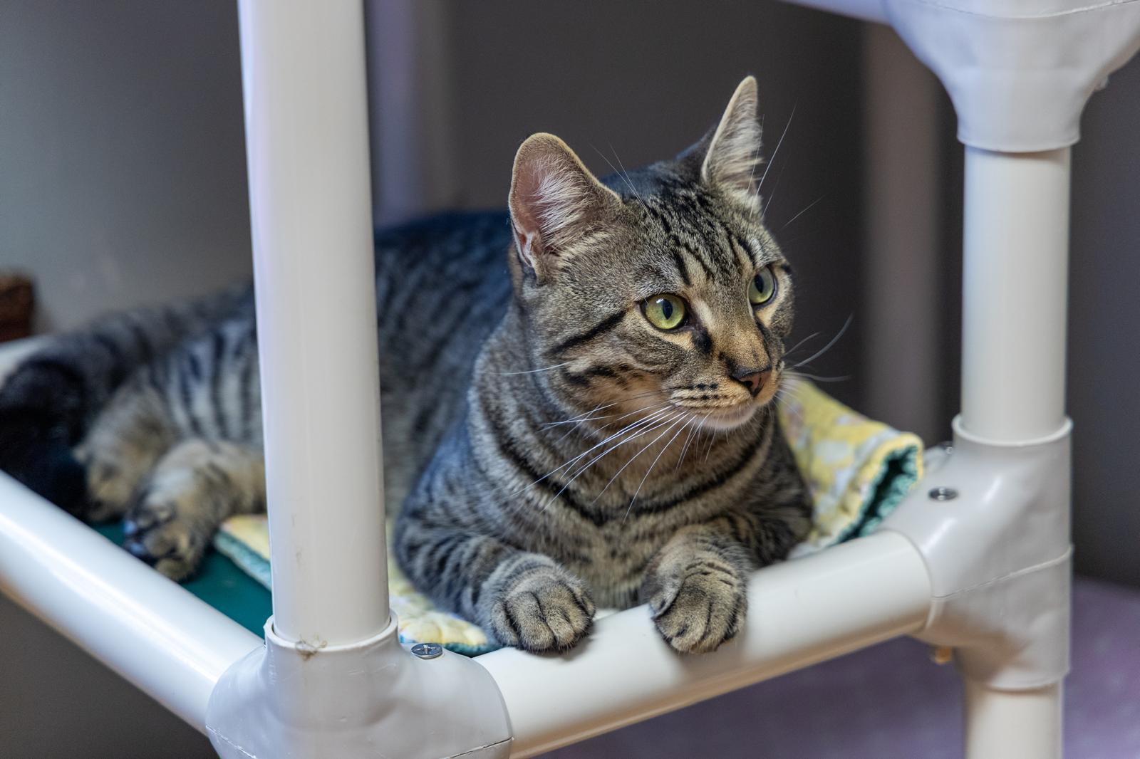 Qadu, a ADOPTABLE Domestic Short Hair in New Britain, CT image 4/6