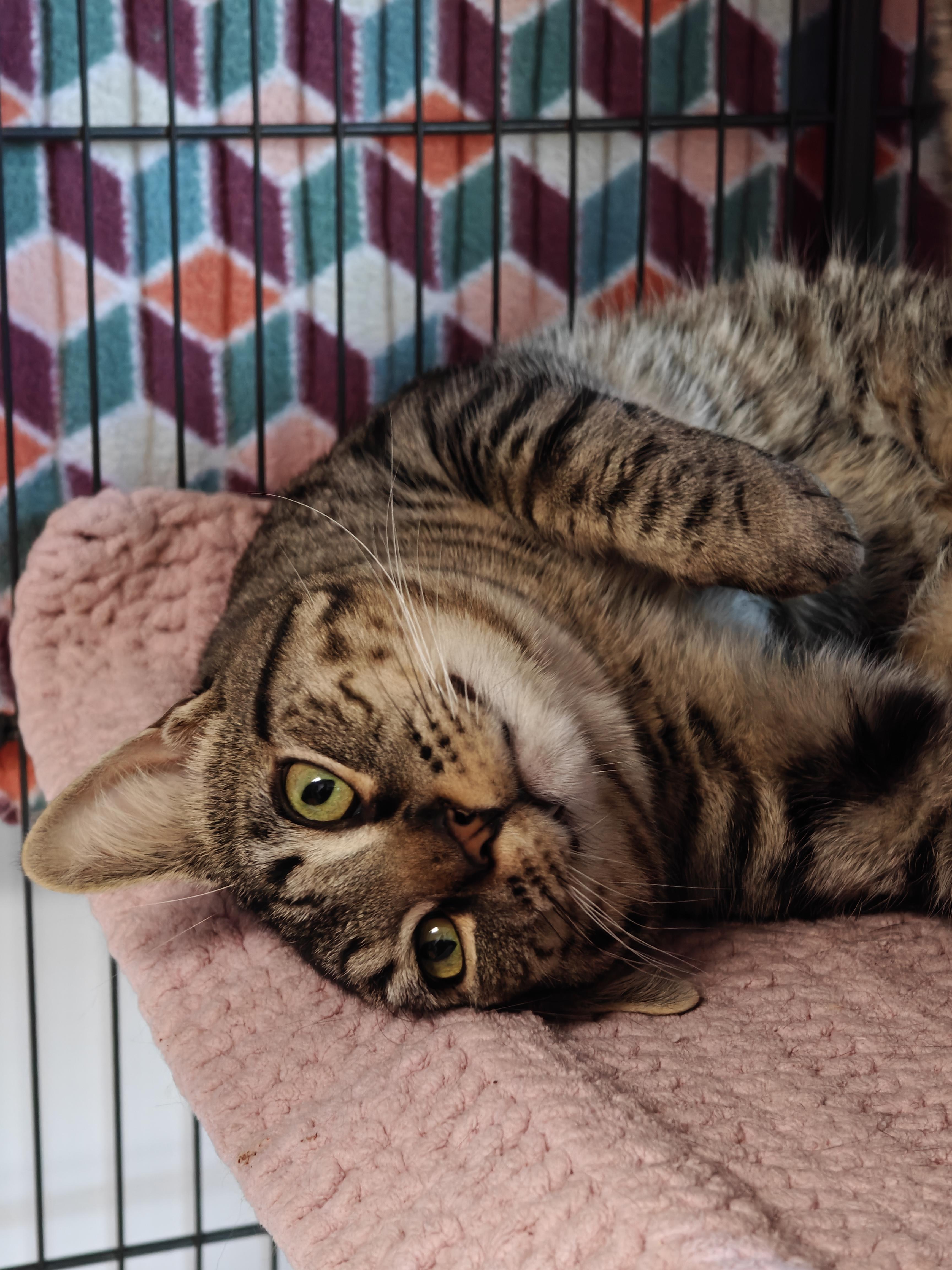 Qadu, a ADOPTABLE Domestic Short Hair in New Britain, CT image 5/6