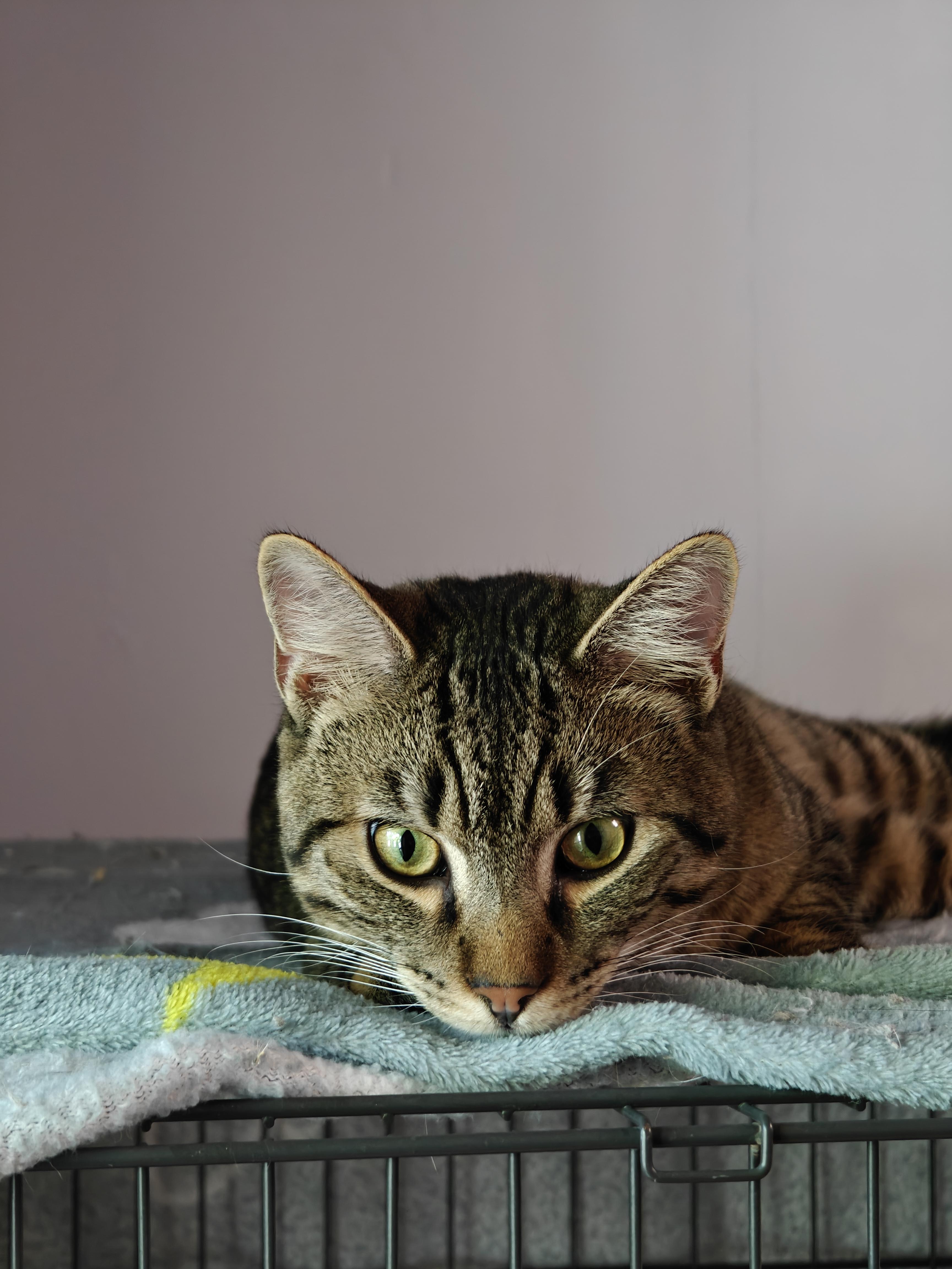 Qadu, a ADOPTABLE Domestic Short Hair in New Britain, CT image 3/6
