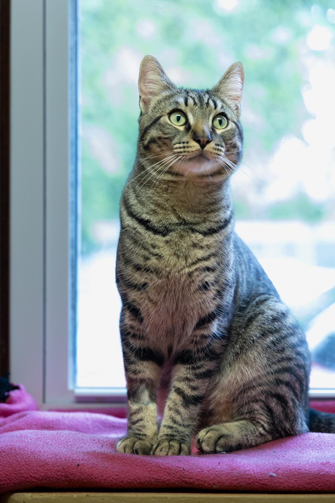 Qadu, ADOPTABLE, Young Male Domestic Short Hair.