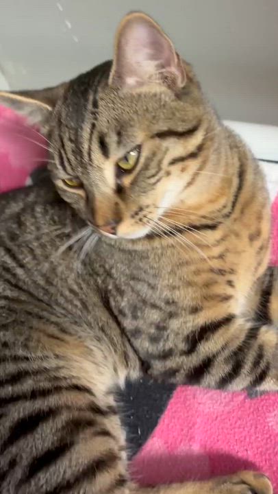 Enlarge Qadu, a ADOPTABLE Domestic Short Hair in New Britain, CT video 6/6