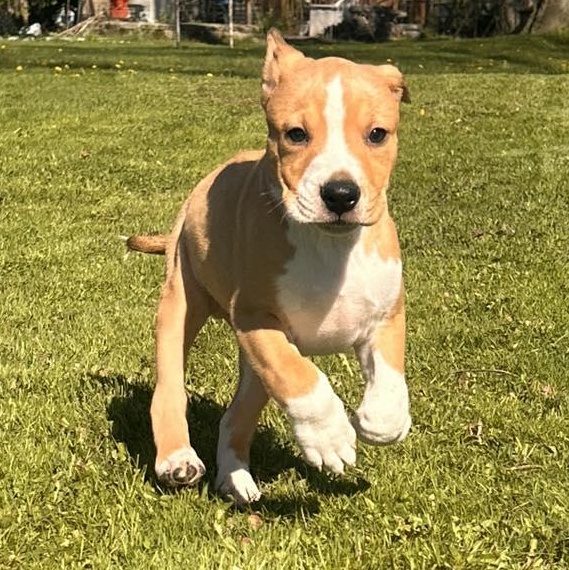 Enlarge Support, a ADOPTABLE mixed breed in Racine, WI image 3/3
