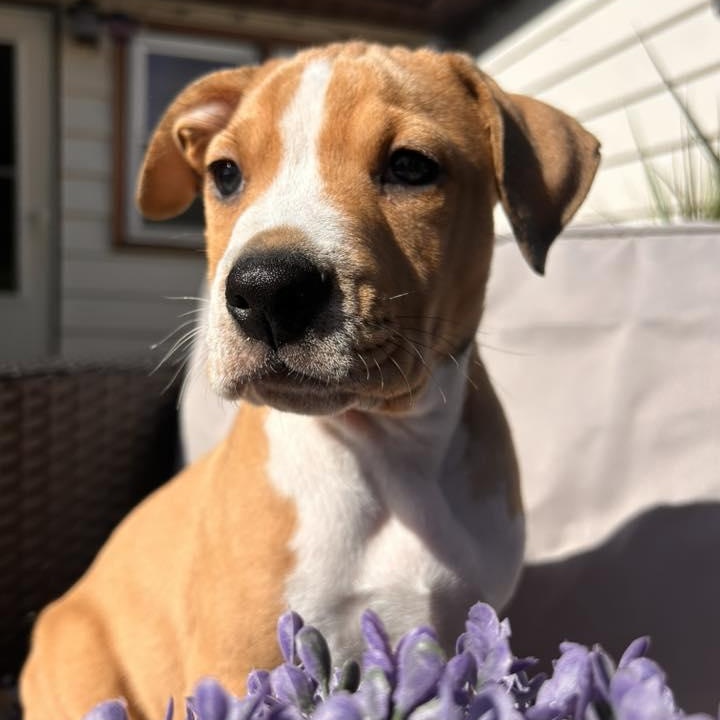 Enlarge Support, a ADOPTABLE mixed breed in Racine, WI image 1/3