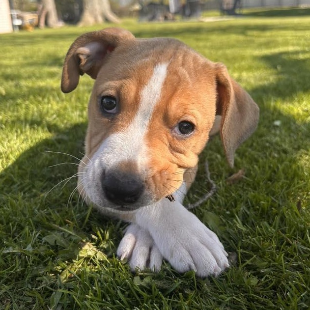 Enlarge Support, a ADOPTABLE mixed breed in Racine, WI image 2/3