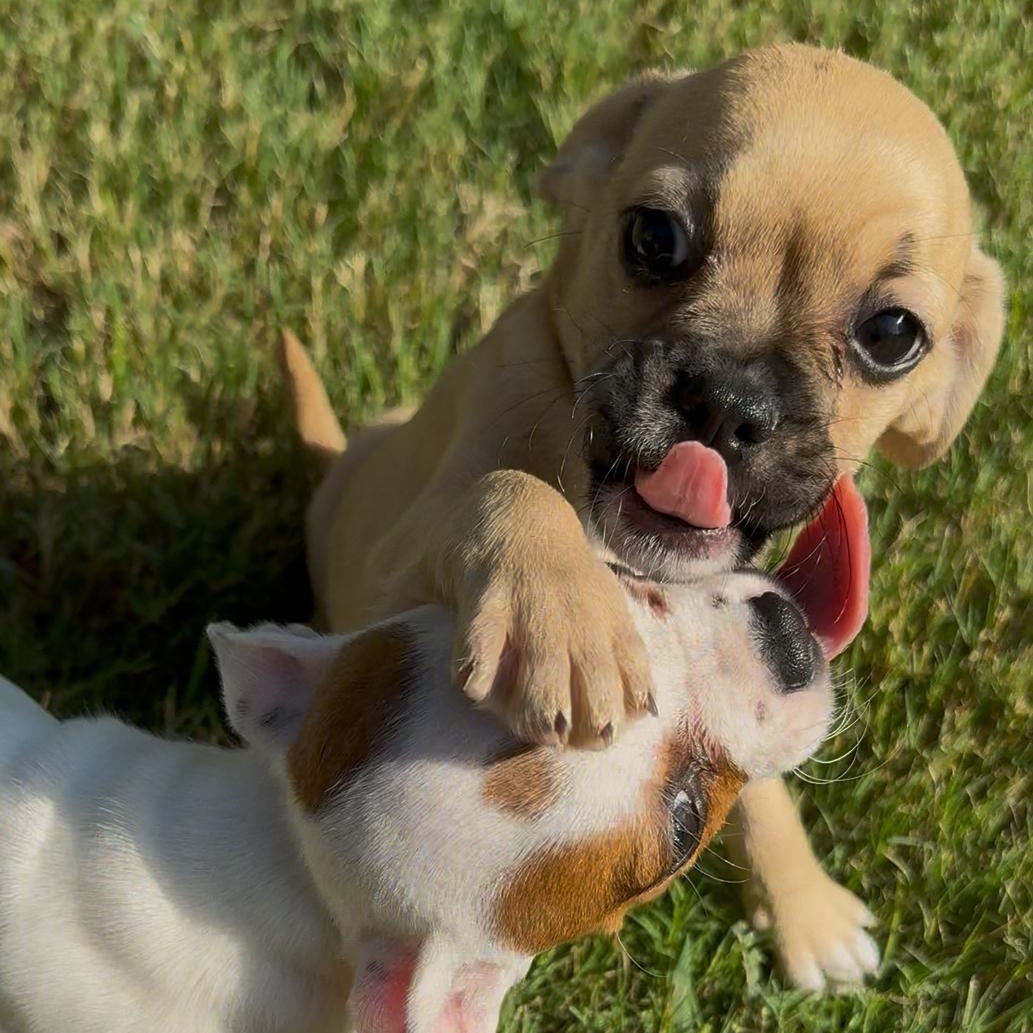 Mira, Adopted, Puppy Female French Bulldog & Chihuahua.
