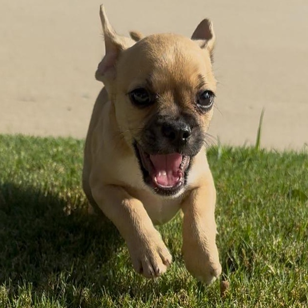Enlarge Mira, a Adopted mixed breed in Baltimore, MD image 4/6