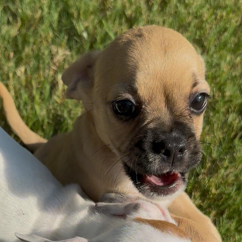 Enlarge Mira, a Adopted mixed breed in Baltimore, MD image 2/6