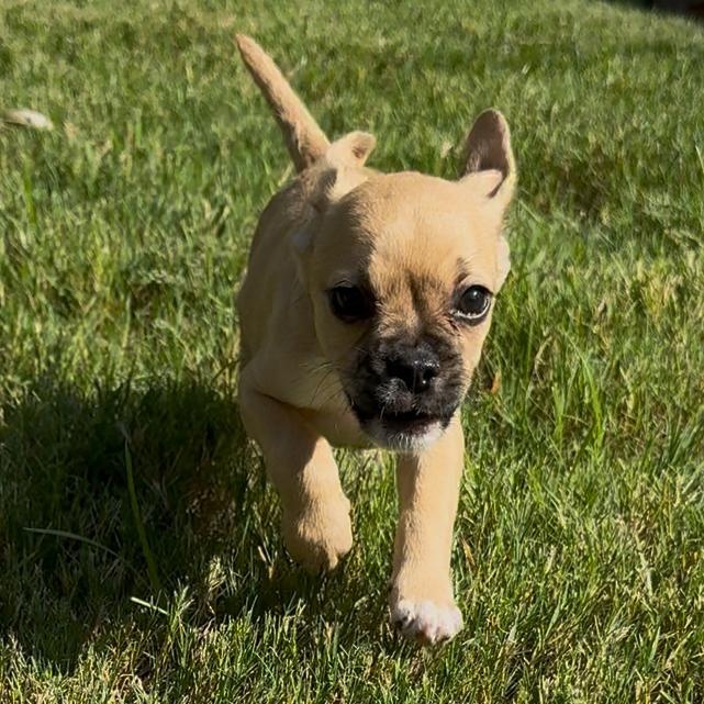 Enlarge Mira, a Adopted mixed breed in Baltimore, MD image 6/6