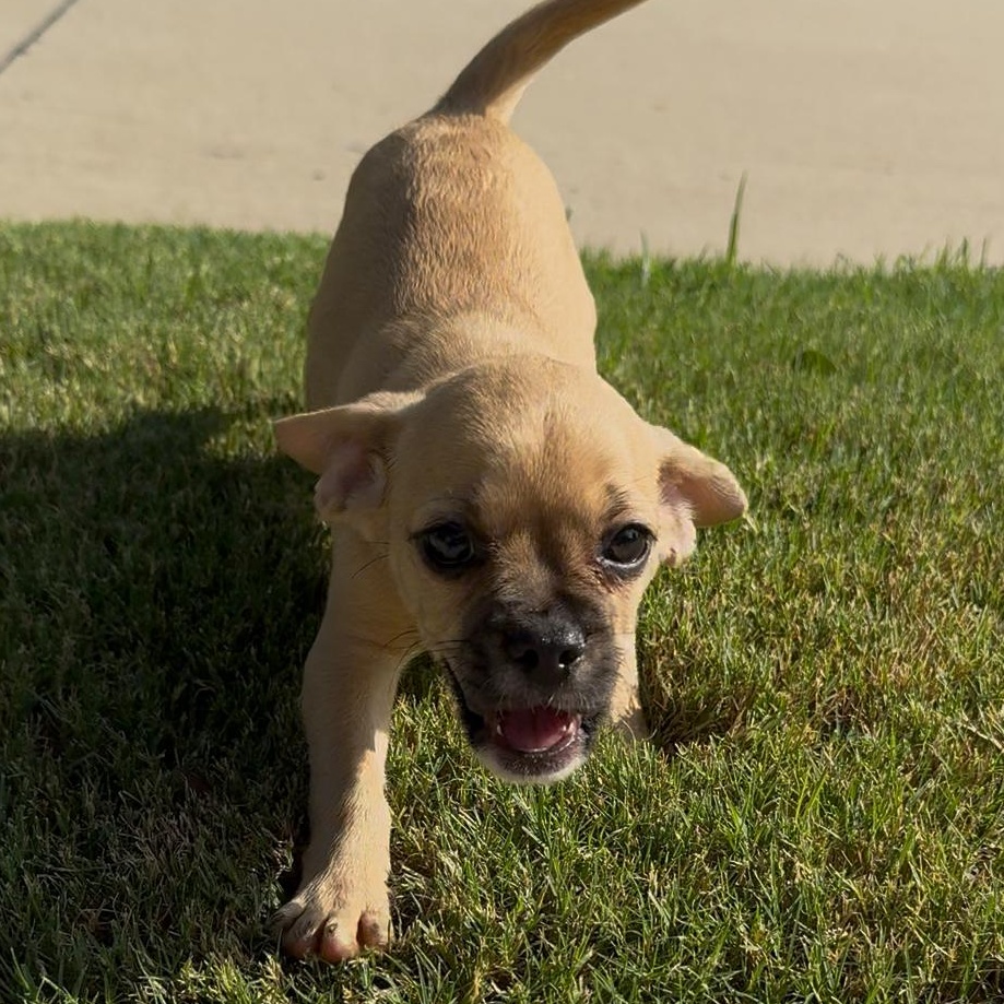 Enlarge Mira, a Adopted mixed breed in Baltimore, MD image 5/6