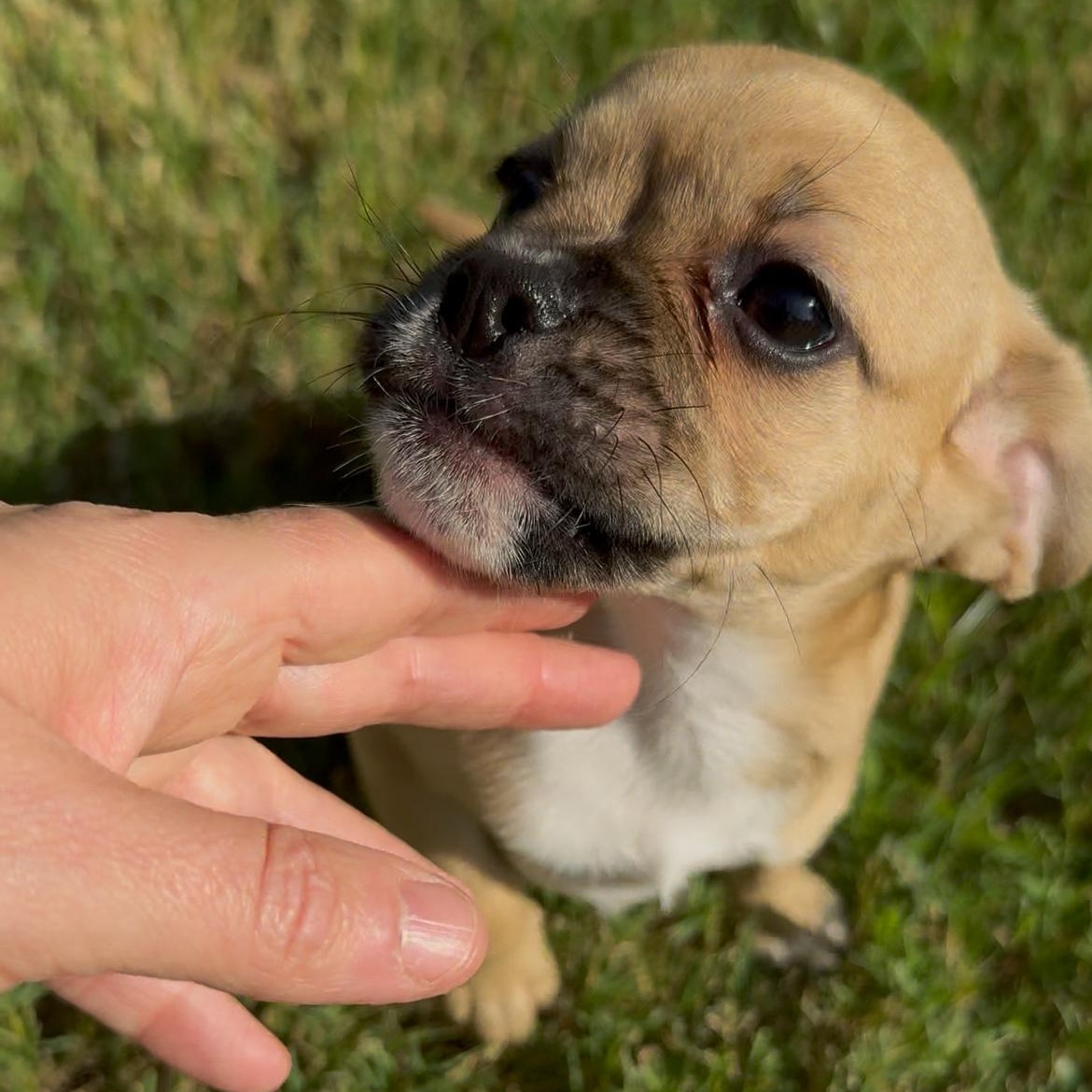Enlarge Mira, a Adopted mixed breed in Baltimore, MD image 3/6