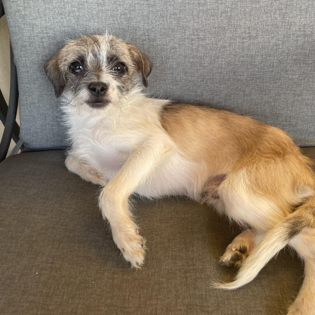 Enlarge Cooper, a Adoptable mixed breed in Tucson, AZ image 2/2