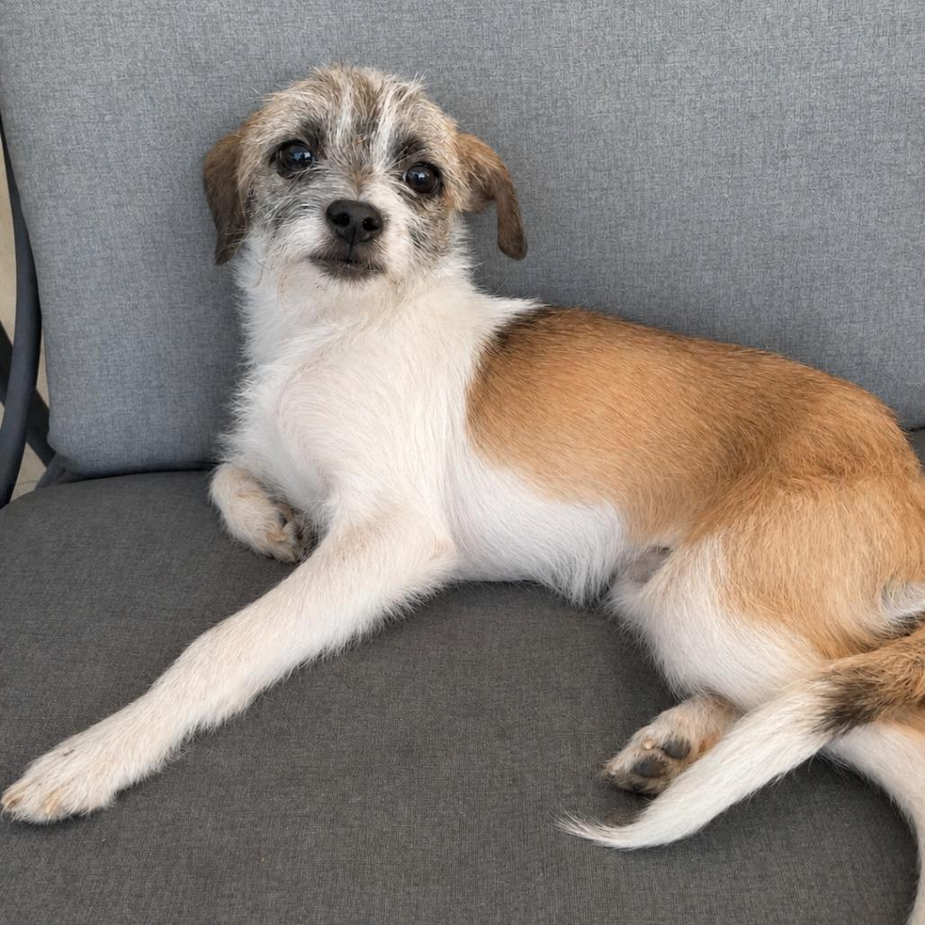 Enlarge Cooper, a Adoptable mixed breed in Tucson, AZ image 1/1
