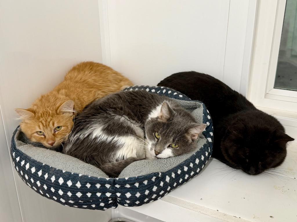 Milton, Adoptable, Senior Male Domestic Medium Hair.