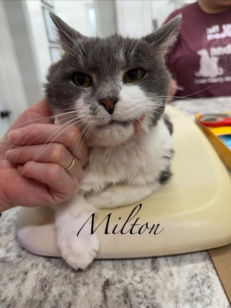 Milton — thumbnail 2