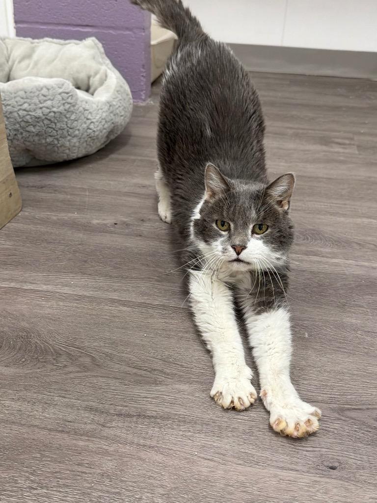 Milton, a Adoptable mixed breed in Glenfield, NY image 3/4