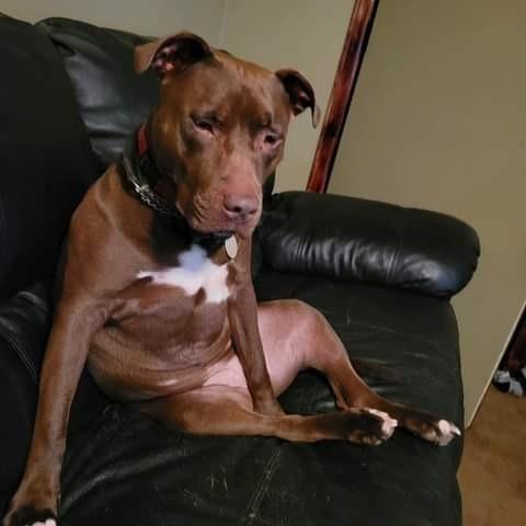 Enlarge Korrah, a Adoptable mixed breed in New Bedford, MA image 1/6