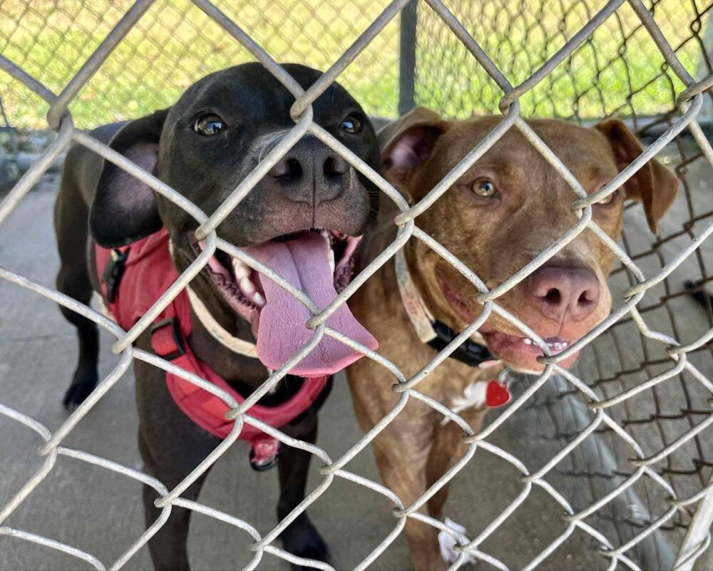 Enlarge Korrah, a Adoptable mixed breed in New Bedford, MA image 2/6