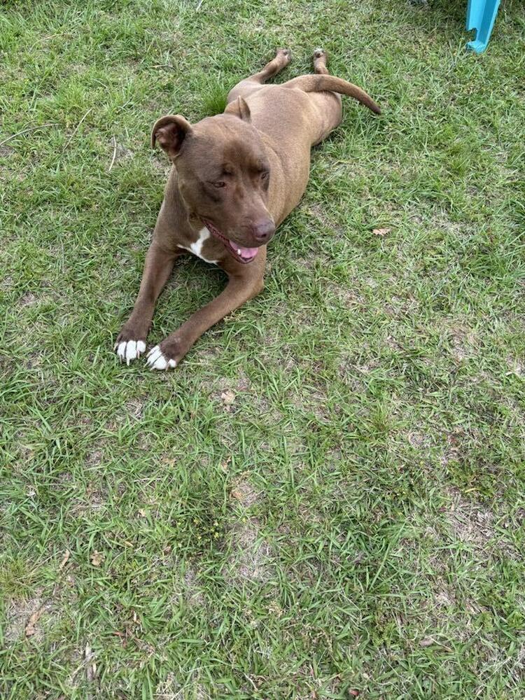 Enlarge Korrah, a Adoptable mixed breed in New Bedford, MA image 3/6