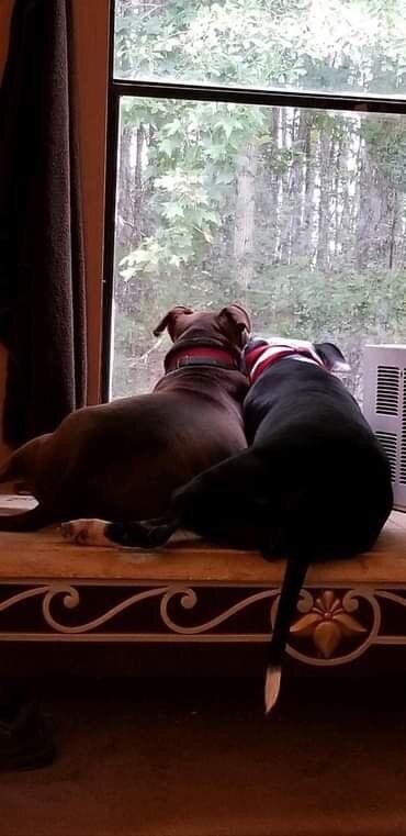 Enlarge Korrah, a Adoptable mixed breed in New Bedford, MA image 4/6