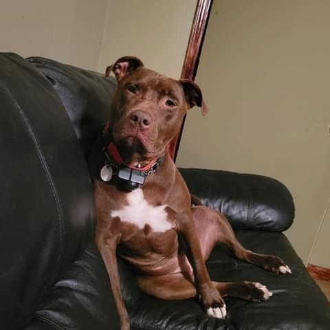 Enlarge Korrah, a Adoptable mixed breed in New Bedford, MA image 5/6