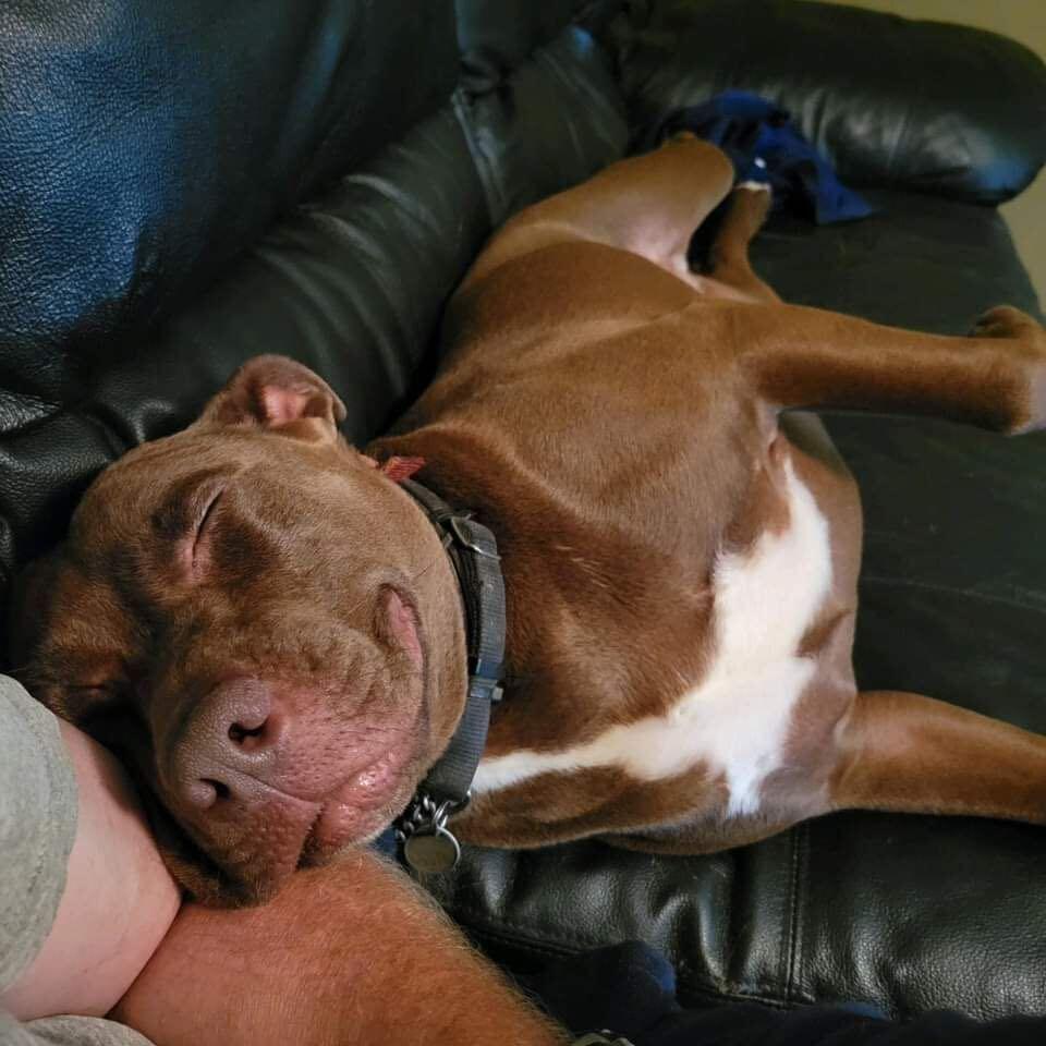 Enlarge Korrah, a Adoptable mixed breed in New Bedford, MA image 6/6