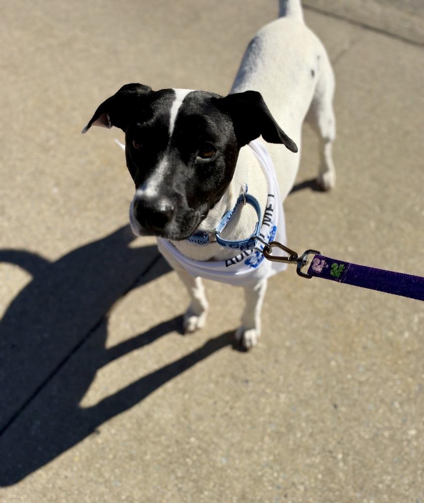 Enlarge Snoopy, a Adoptable mixed breed in Greenlawn, NY image 1/6