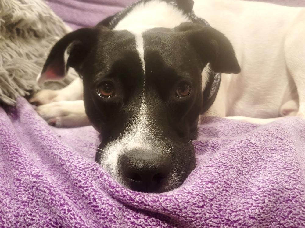 Enlarge Snoopy, a Adoptable mixed breed in Greenlawn, NY image 2/6
